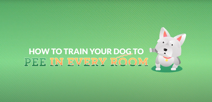 How to Teach Your Dog to Pee in Every Room