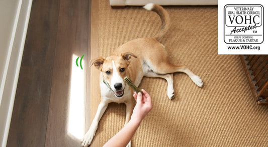 A person holding a dental treat while a dog lays on the floor.