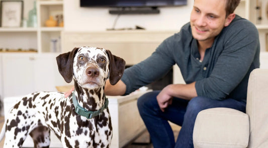 Man sitting on couch with dalmatian dog.