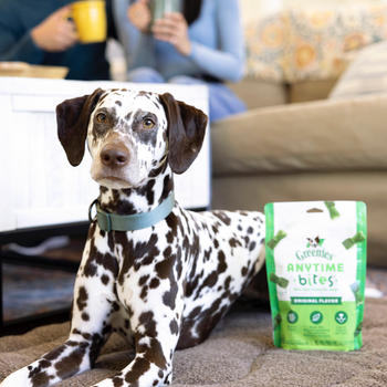 Dalmation dog with Greenies Anytime Bites